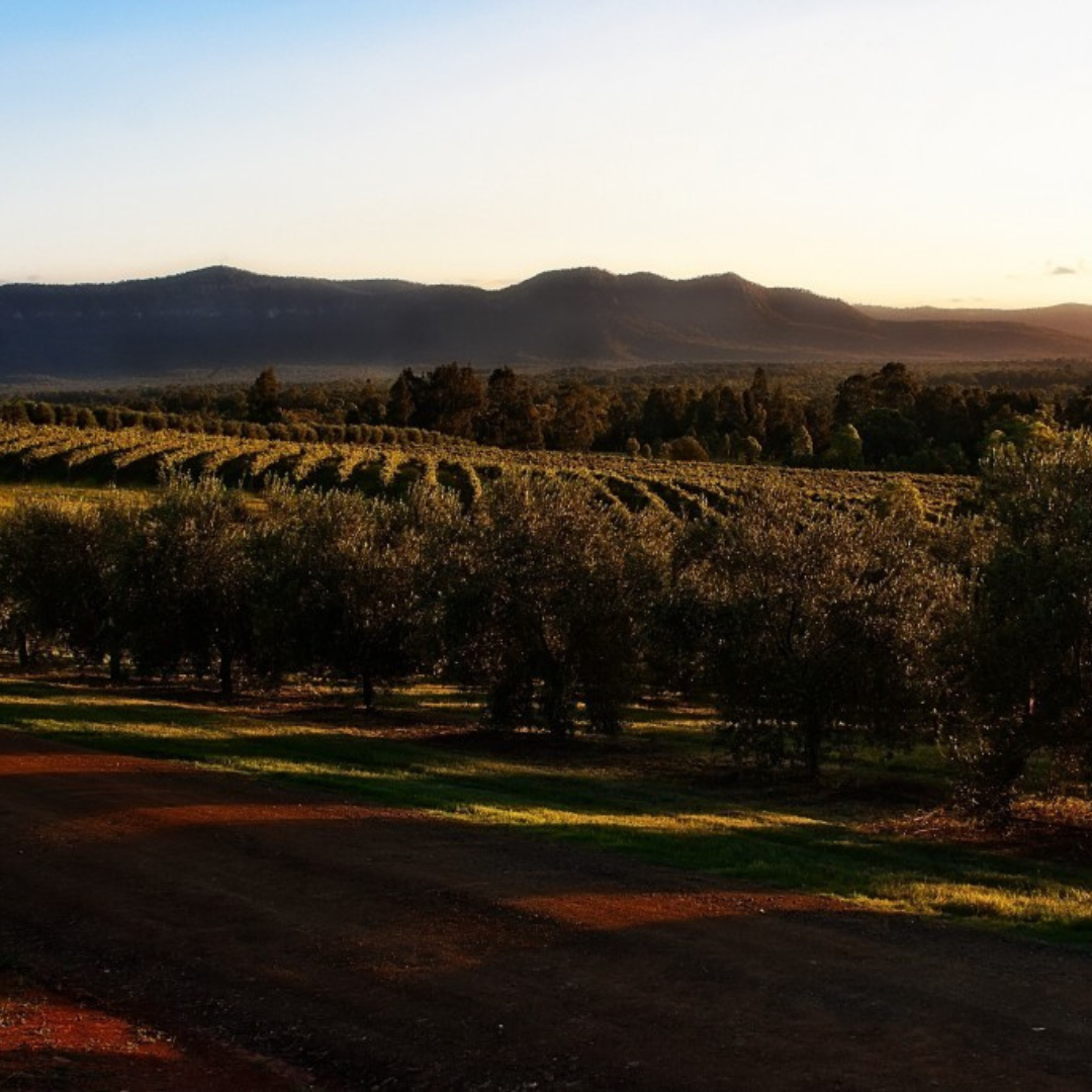 "Our Vineyards"